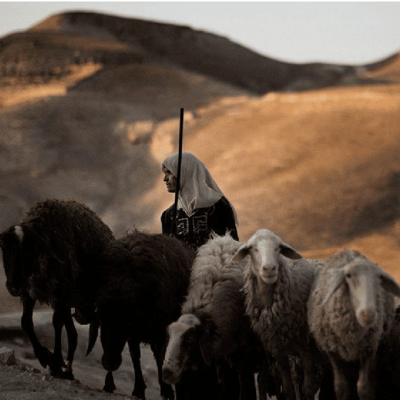 A Palestinian herder takes sheep to a rehabilitated cistern for water