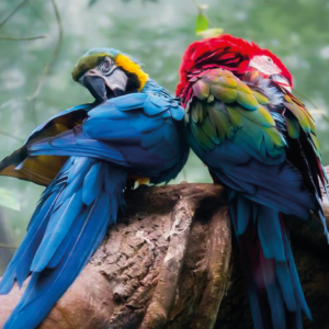 Image of two parrots