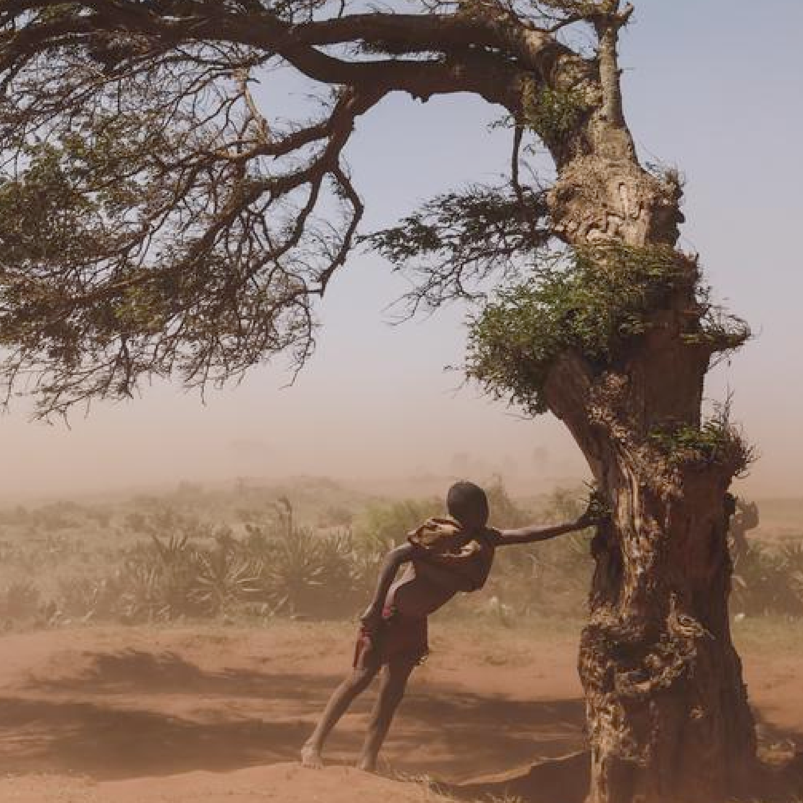 Ambovombe, Androy region, Madagascar, a boy takes shelter on a tree that grows in the direction the “Tioka” wind blows, to protect himself from the sandy wind.