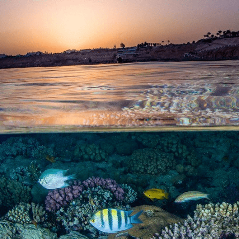 Coral reefs harbour the highest biodiversity of any ecosystem globally.