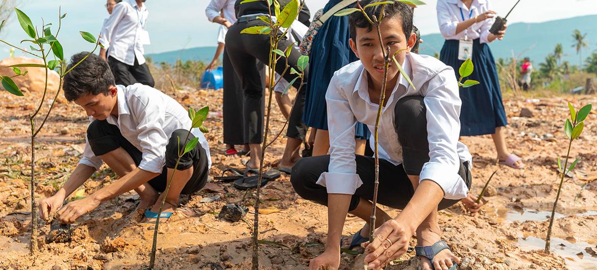 Students plant mangroves in an effort to mitigate damage to Cambodia's coastline.