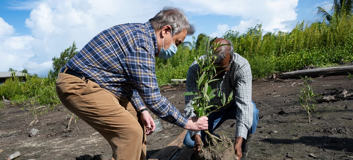 Secretary-General António Guterres (left) and Albert Ramdin, Minister for Foreign Affairs of the Republic of Suriname, plant a young mangrove tree in the Weg Naar Zee mangrove rehabilitation site in Suriname.