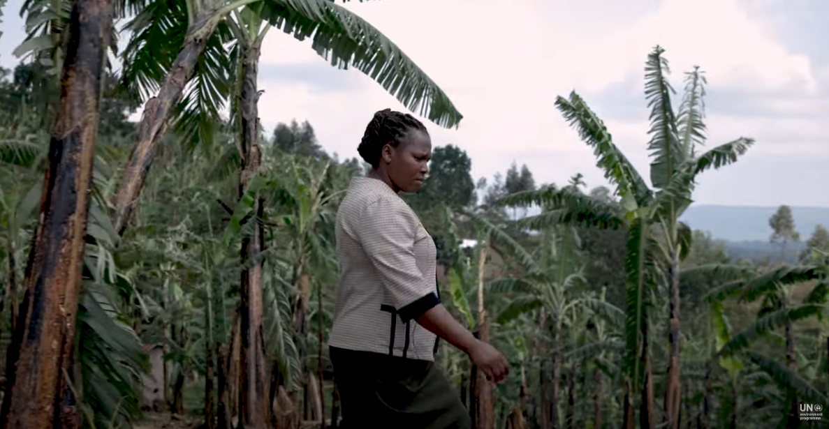 Innovative Picture-Based Insurance Solution Enhances Climate Resilience for Uganda's Smallholder Banana Farmers