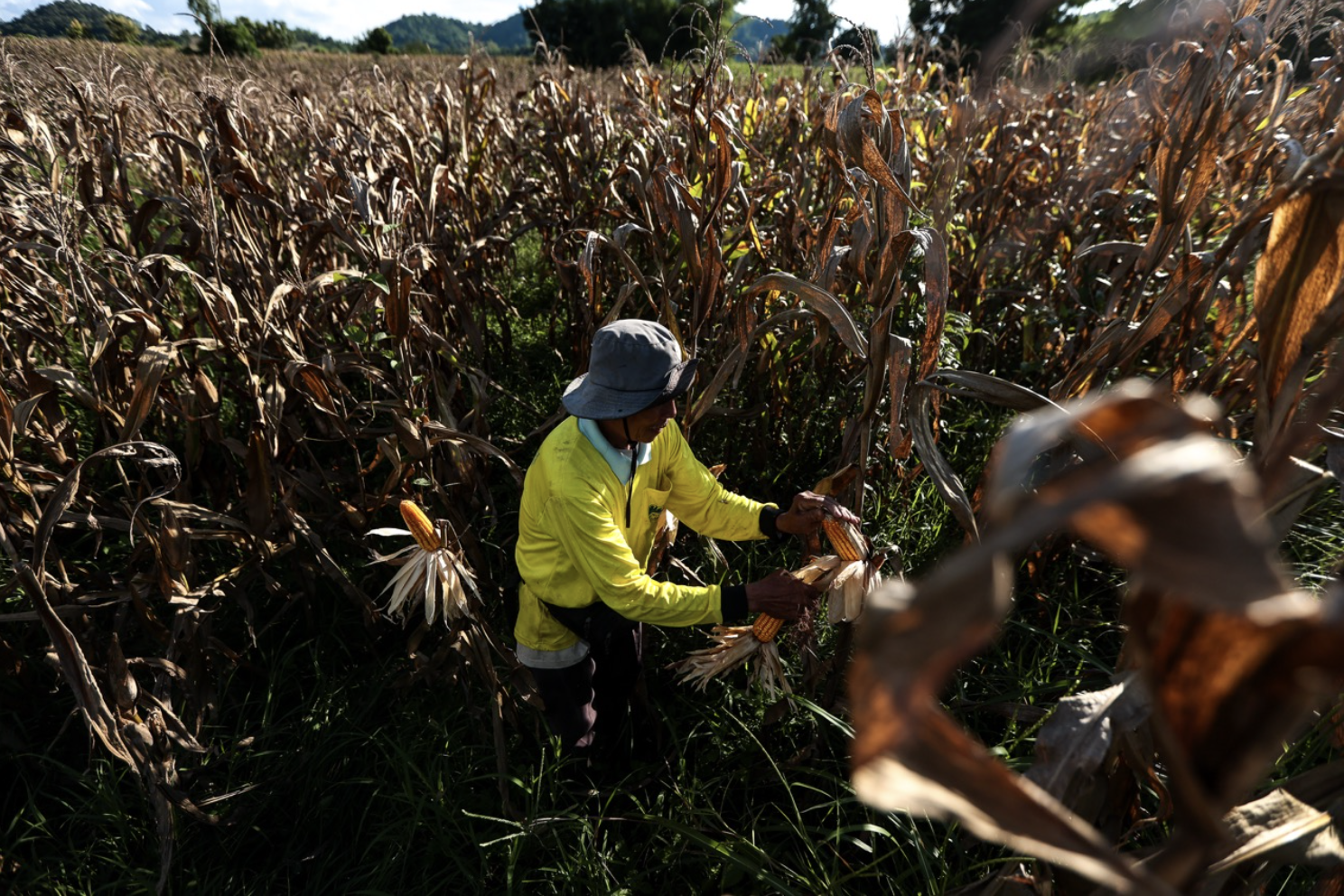 Thailand’s Maize Farmers Build Climate Resilience